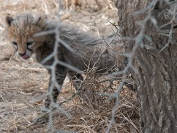 Bologonja_Seronera2009-72